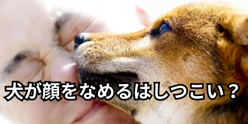 犬が顔を舐める