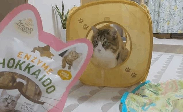 猫を飼うと家の中はどうなる？