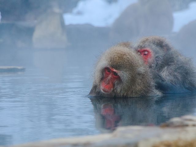 地獄谷温泉